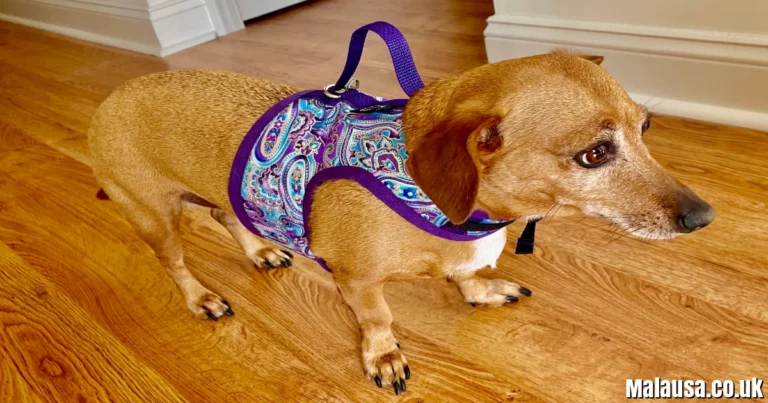 MyHarness: The Affordable No-Pull Dog Harness Brand Gaining