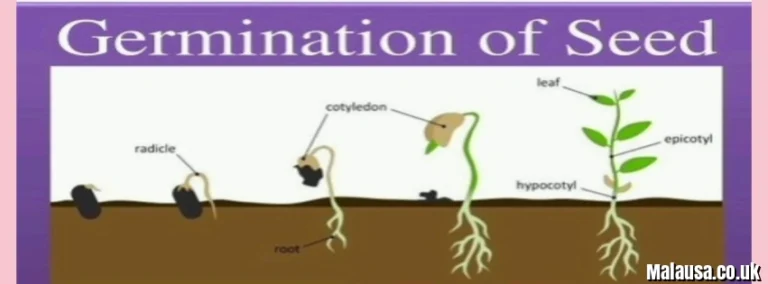 Germinatoire: Complete Guide to the Germination Process